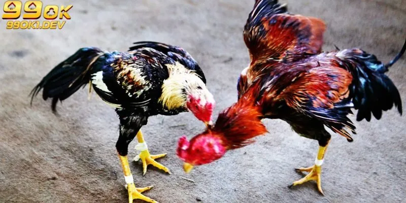 Đá Gà 99OK – Nơi Cung Cấp Những Giải Đấu Đá Gà Đỉnh Cao 4 Tham gia đặt cược trực tiếp đơn giản, dễ dàng