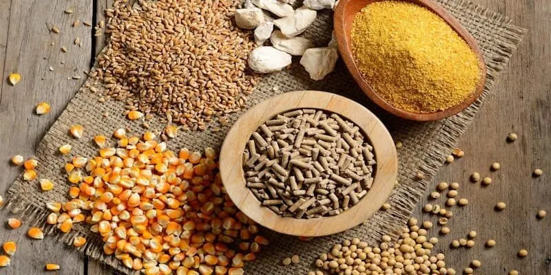 Bí quyết dinh dưỡng cho chiến kê cựa sắt