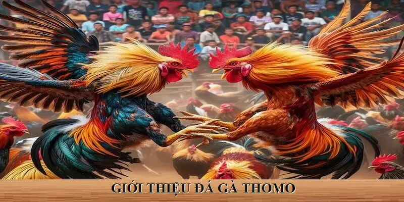 Giới thiệu về loại hình đá kê Thomo Campuchia