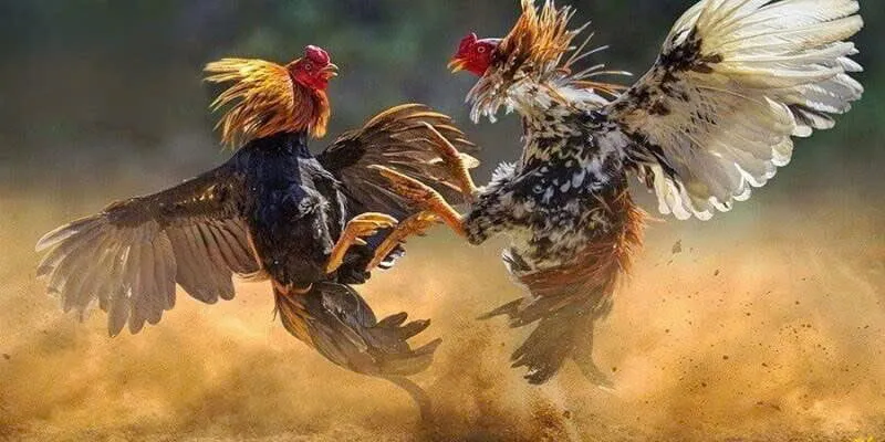 Một số kinh nghiệm chơi chọi gà Thomo hiệu quả mà người chơi mới cần biết