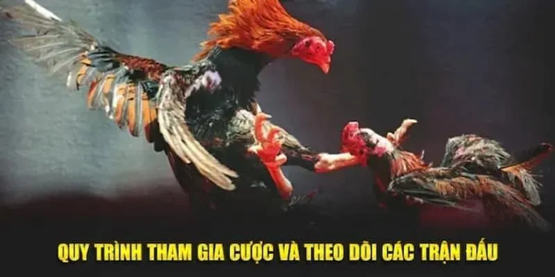 Người chơi khi tham gia cần nắm rõ các nguyên tắc cơ bản để đặt cược chính xác