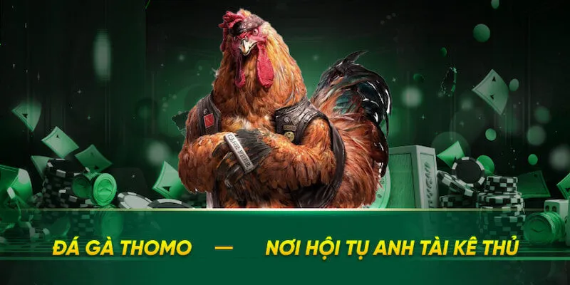 Đá Gà Thomo - Thăng Hoa Cùng Các Trận Đấu Đầy Mãn Nhãn