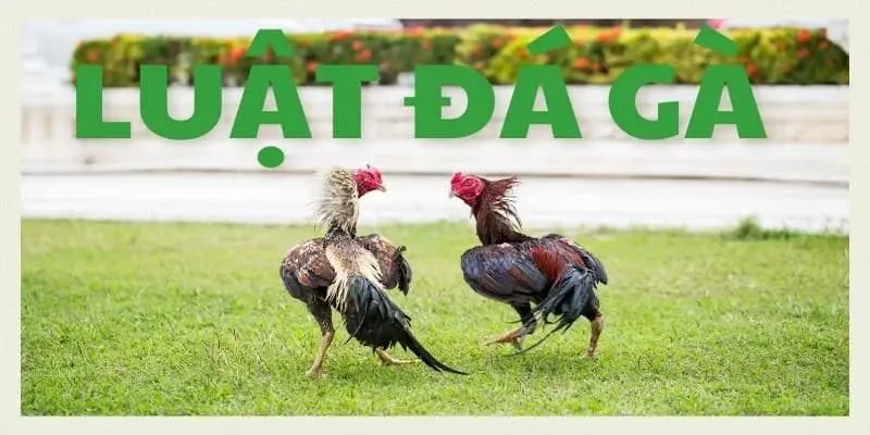 Quy định chiến thắng được 99ok phổ biến cụ thể, chi tiết